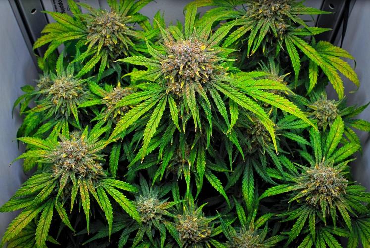 Jealousy Marker Auto | Ganja Farmer. Week 11 - Day 71