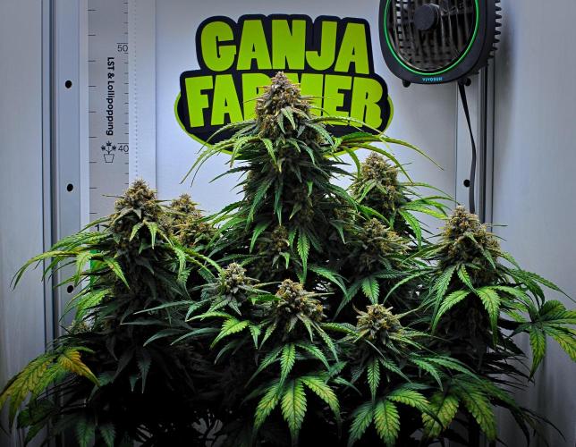 Jealousy Marker Auto | Ganja Farmer. Week 11 - Day 71