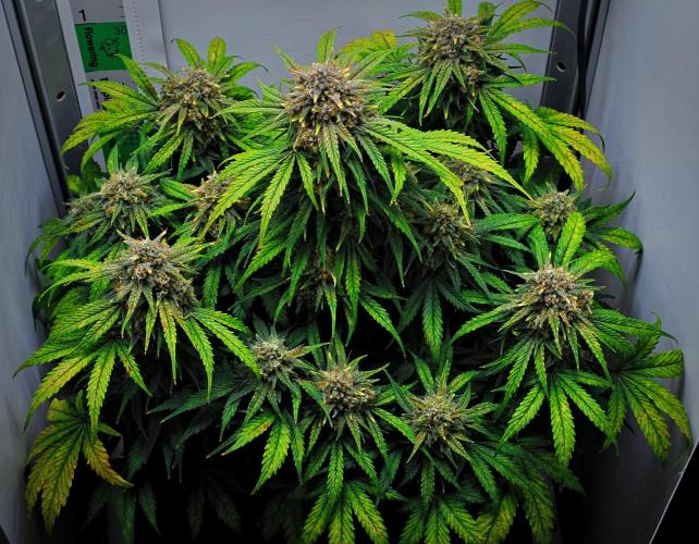 Jealousy Marker Auto | Ganja Farmer. Week 11 - Day 71