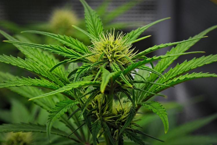 Guava Runtz Auto | Fastbuds. Week 6 - Day 40