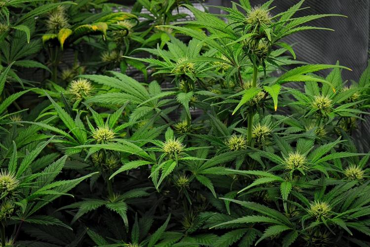 Guava Runtz Auto | Fastbuds. Week 6 - Day 40