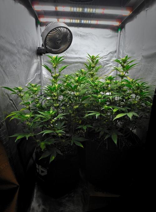 Guava Runtz Auto | Fastbuds. Week 6 - Day 40