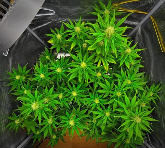 Guava Runtz Auto | Fastbuds. Week 6 - Day 40