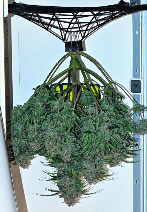 Jealousy Marker Auto | Ganja Farmer. Week 11