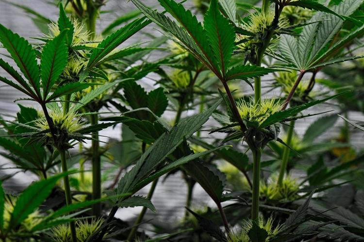 Guava Runtz Auto | Fastbuds. Week 6 - Day 42