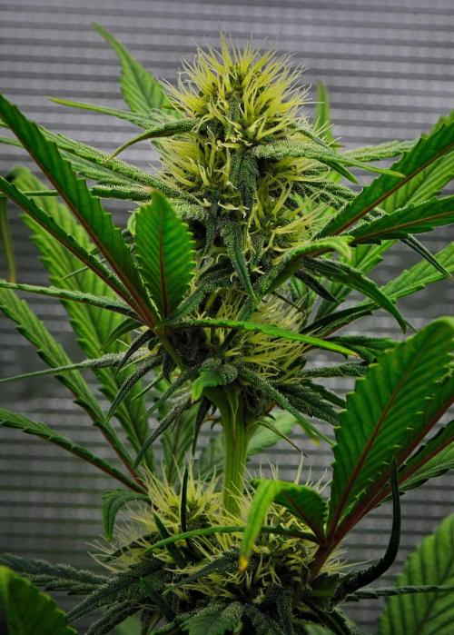 Guava Runtz Auto | Fastbuds. Week 6 - Day 42