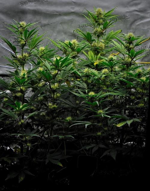 Guava Runtz Auto | Fastbuds. Week 6 - Day 42