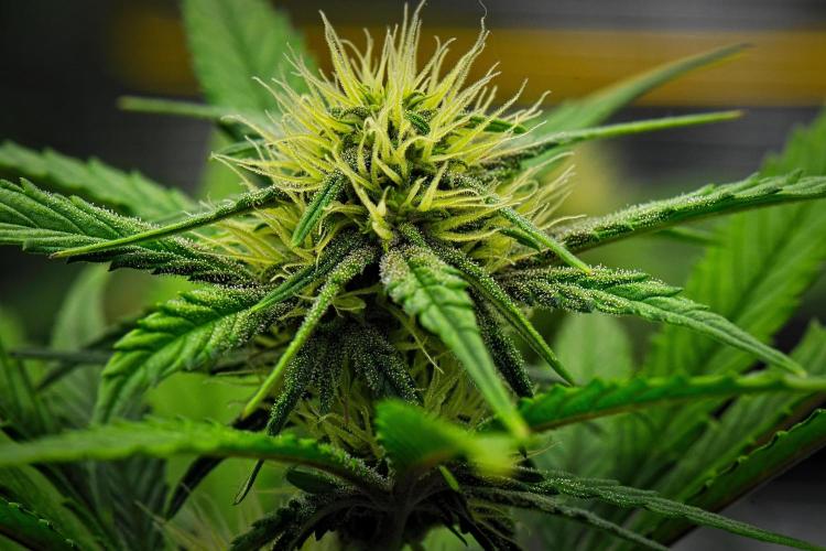 Guava Runtz Auto. Week 6