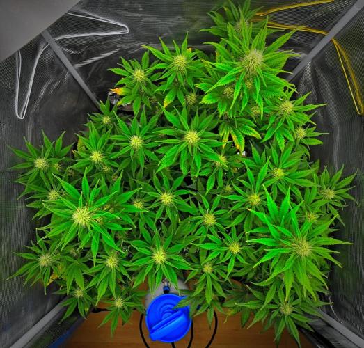 Guava Runtz Auto | Fastbuds. Week 7 - Day 43