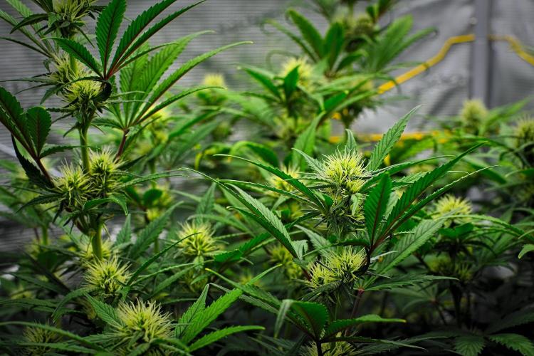 Guava Runtz Auto | Fastbuds. Week 7 - Day 43