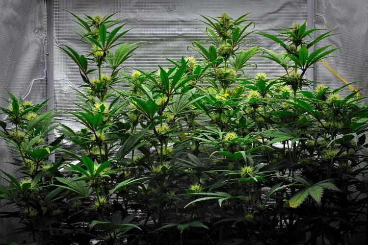 Guava Runtz Auto | Fastbuds. Week 7 - Day 43