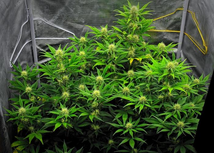 Guava Runtz Auto | Fastbuds. Week 7 - Day 43