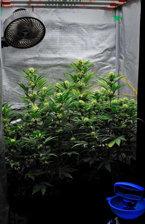 Guava Runtz Auto | Fastbuds. Week 7 - Day 43