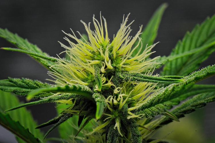 Guava Runtz Auto | Fastbuds. Week 7 - Day 43