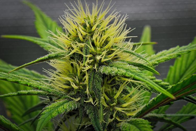 Guava Runtz Auto | Fastbuds. Week 7 - Day 43