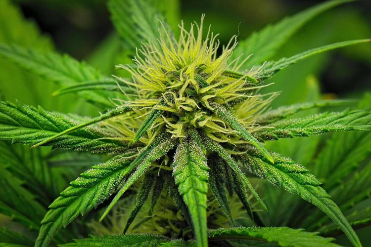 Guava Runtz Auto. Week 7