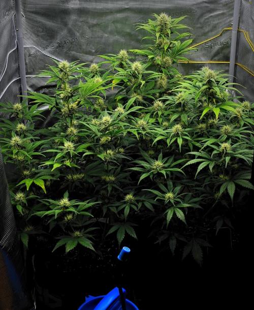 Guava Runtz Auto | Fastbuds. Week 7 - Day 45