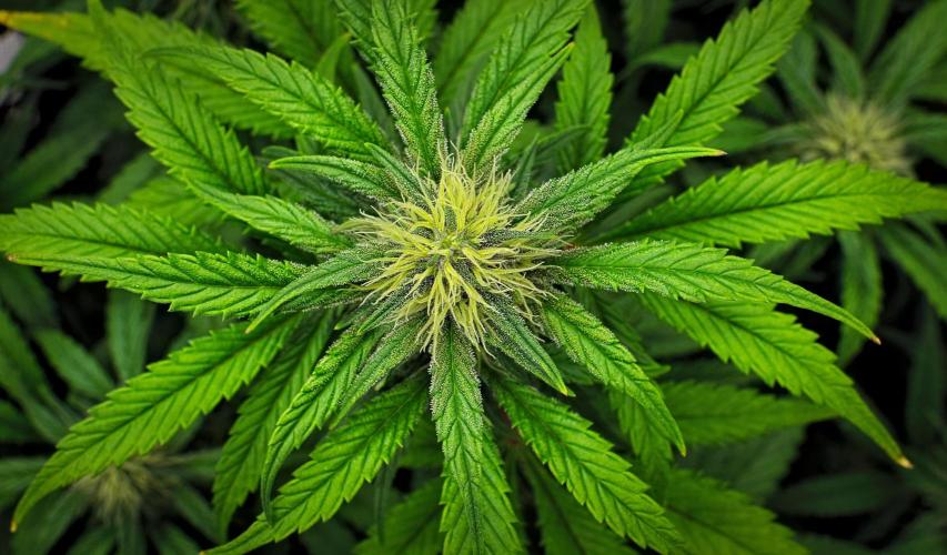 Guava Runtz Auto. Week 7