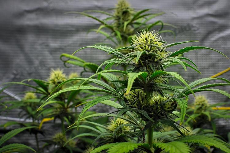 Guava Runtz Auto | Fastbuds. Week 7 - Day 45