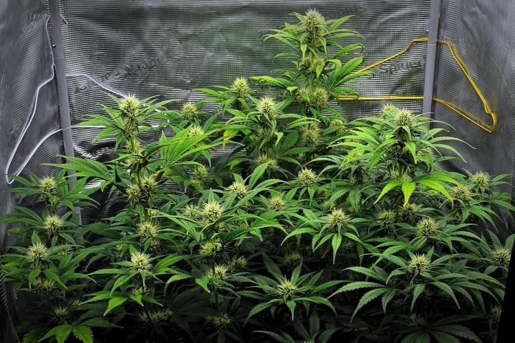 Guava Runtz Auto | Fastbuds. Week 7 - Day 45