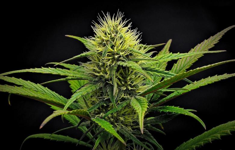 Guava Runtz Auto | Fastbuds. Week 7 - Day 46