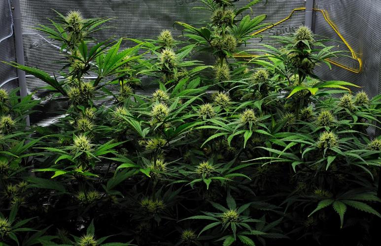 Guava Runtz Auto | Fastbuds. Week 7 - Day 46