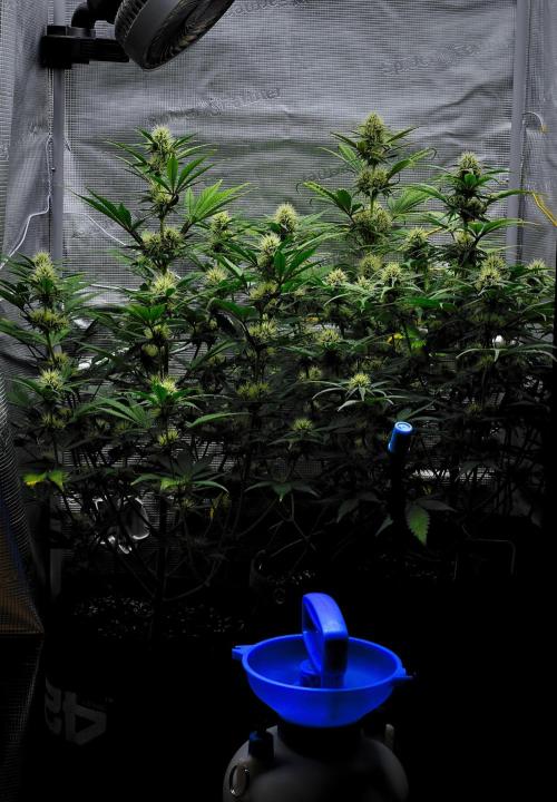 Guava Runtz Auto | Fastbuds. Week 7 - Day 46