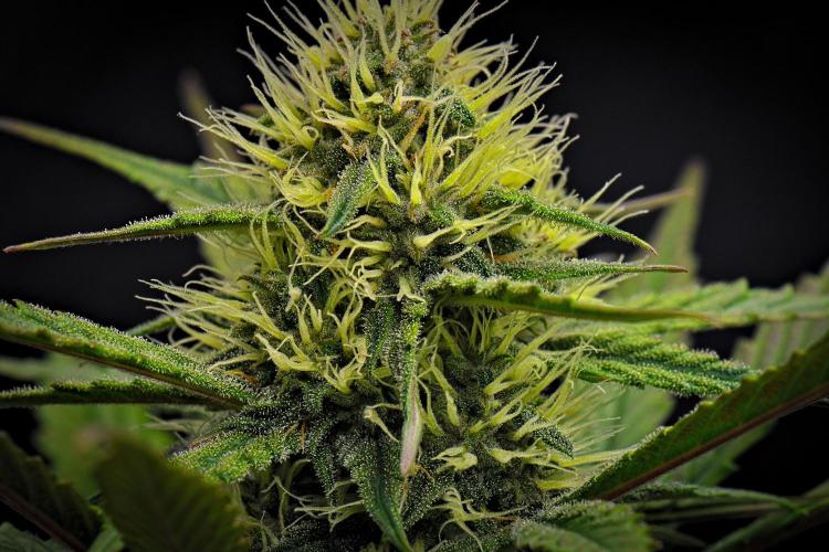 Guava Runtz Auto | Fastbuds. Week 7 - Day 48