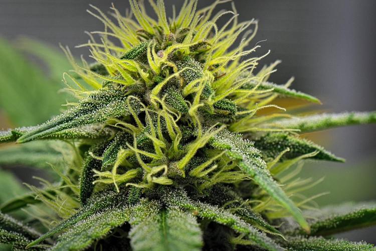 Guava Runtz Auto | Fastbuds. Week 7 - Day 48