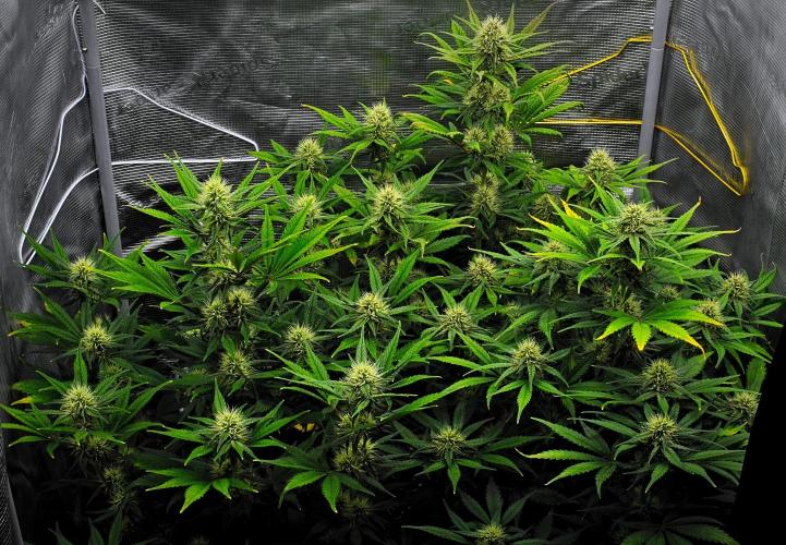 Guava Runtz Auto | Fastbuds. Week 7 - Day 48