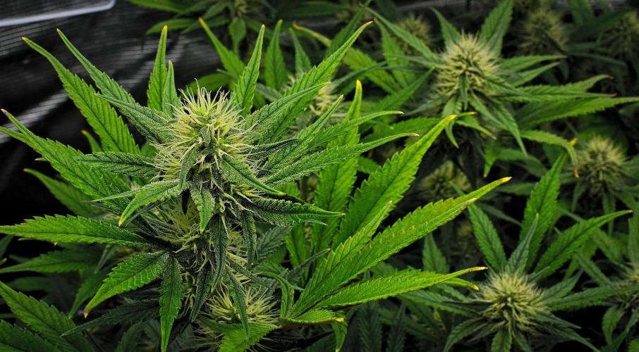 Guava Runtz Auto | Fastbuds. Week 7 - Day 48