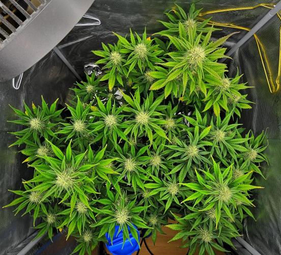 Guava Runtz Auto. Week 7