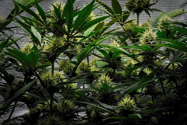 Guava Runtz Auto | Fastbuds. Week 8 - Day 50