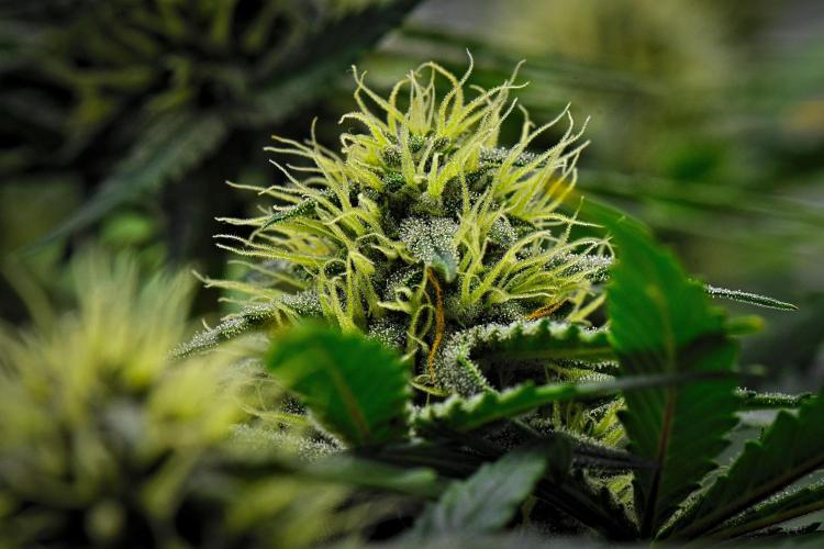Guava Runtz Auto | Fastbuds. Week 8 - Day 50
