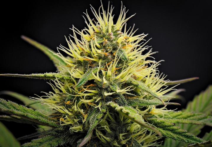 Guava Runtz Auto | Fastbuds. Week 8 - Day 50