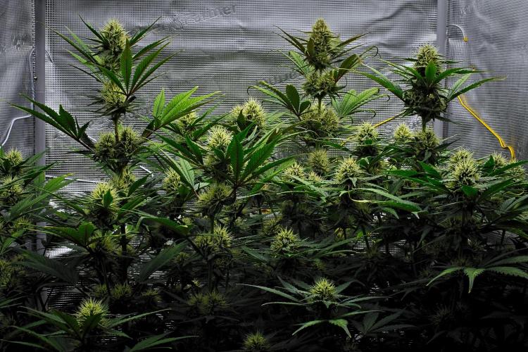Guava Runtz Auto | Fastbuds. Week 8 - Day 50