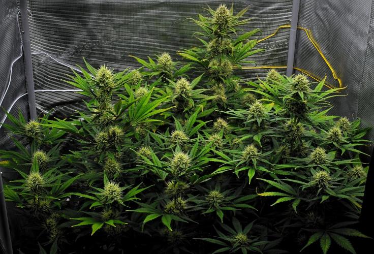 Guava Runtz Auto | Fastbuds. Week 8 - Day 50