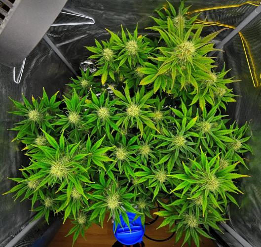 Guava Runtz Auto | Fastbuds. Week 8 - Day 50