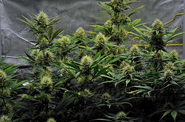 Guava Runtz Auto | Fastbuds. Week 8 - Day 52