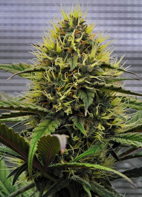 Guava Runtz Auto | Fastbuds. Week 8 - Day 52