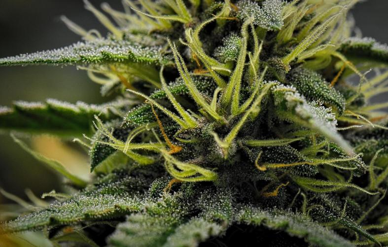 Guava Runtz Auto | Fastbuds. Week 8 - Day 52