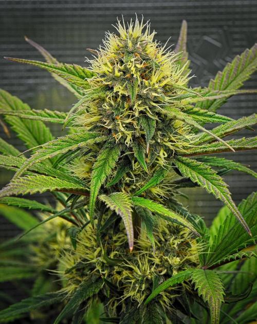 Guava Runtz Auto | Fastbuds. Week 8 - Day 52