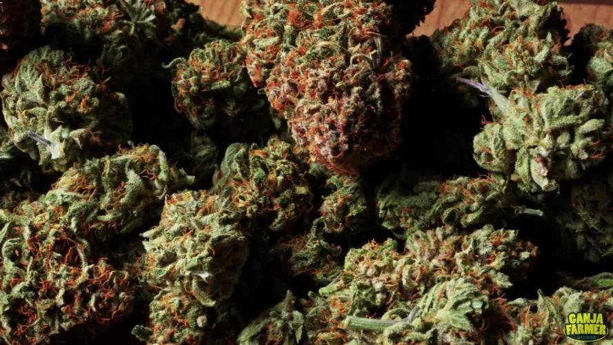 Jealousy Marker Auto | Ganja Farmer