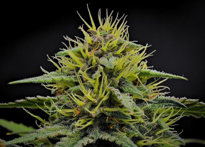 Guava Runtz Auto | Fastbuds. Week 8 - Day 54
