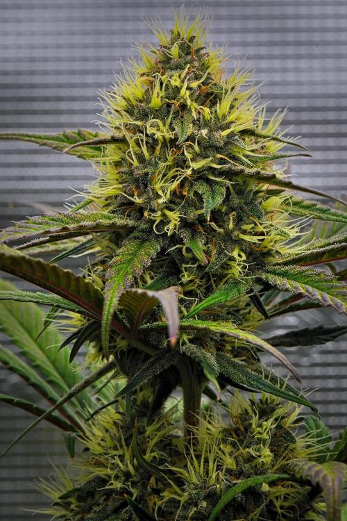 Guava Runtz Auto | Fastbuds. Week 8 - Day 54