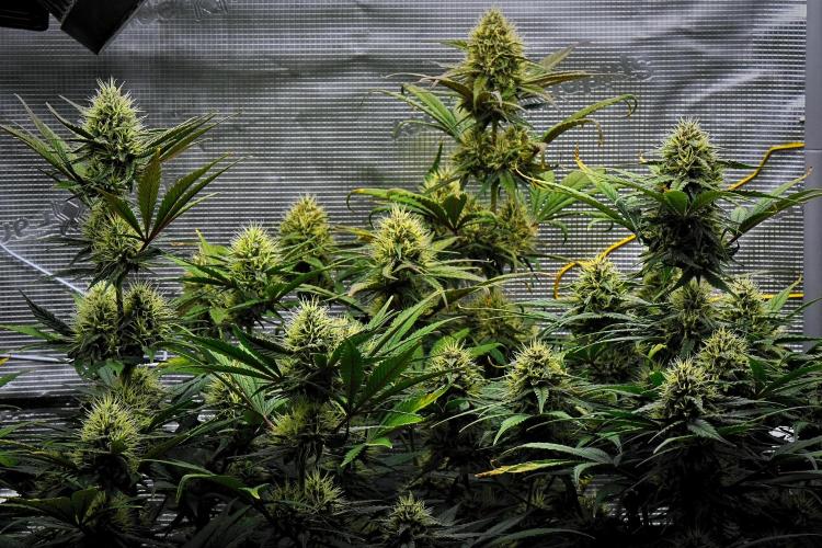 Guava Runtz Auto | Fastbuds. Week 8 - Day 54