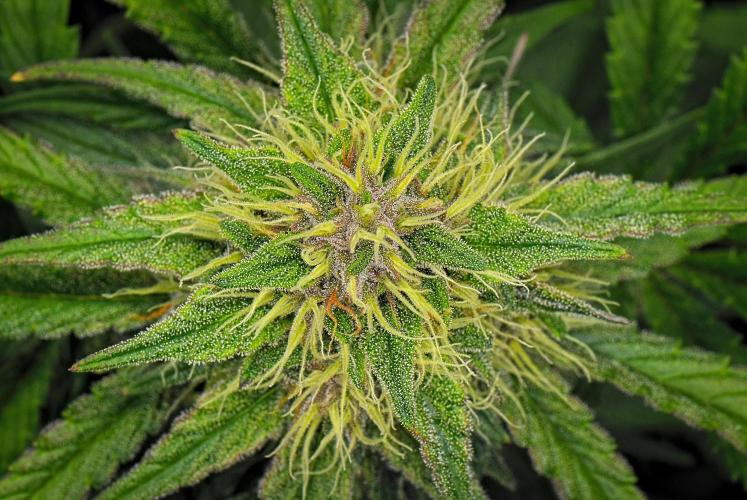 Guava Runtz Auto | Fastbuds. Week 8 - Day 54