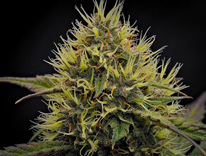 Guava Runtz Auto | Fastbuds. Week 8 - Day 55