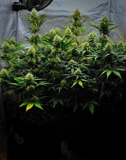 Guava Runtz Auto | Fastbuds. Week 8 - Day 55