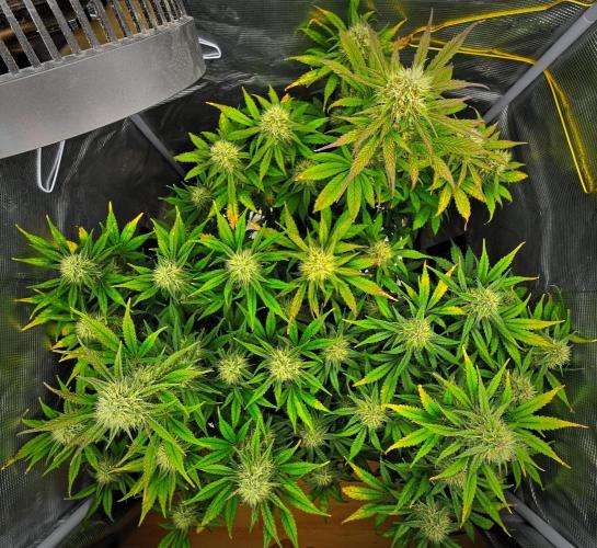 Guava Runtz Auto | Fastbuds. Week 8 - Day 55
